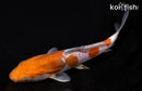7.5" DOITSU OCHIBA SHIGURE