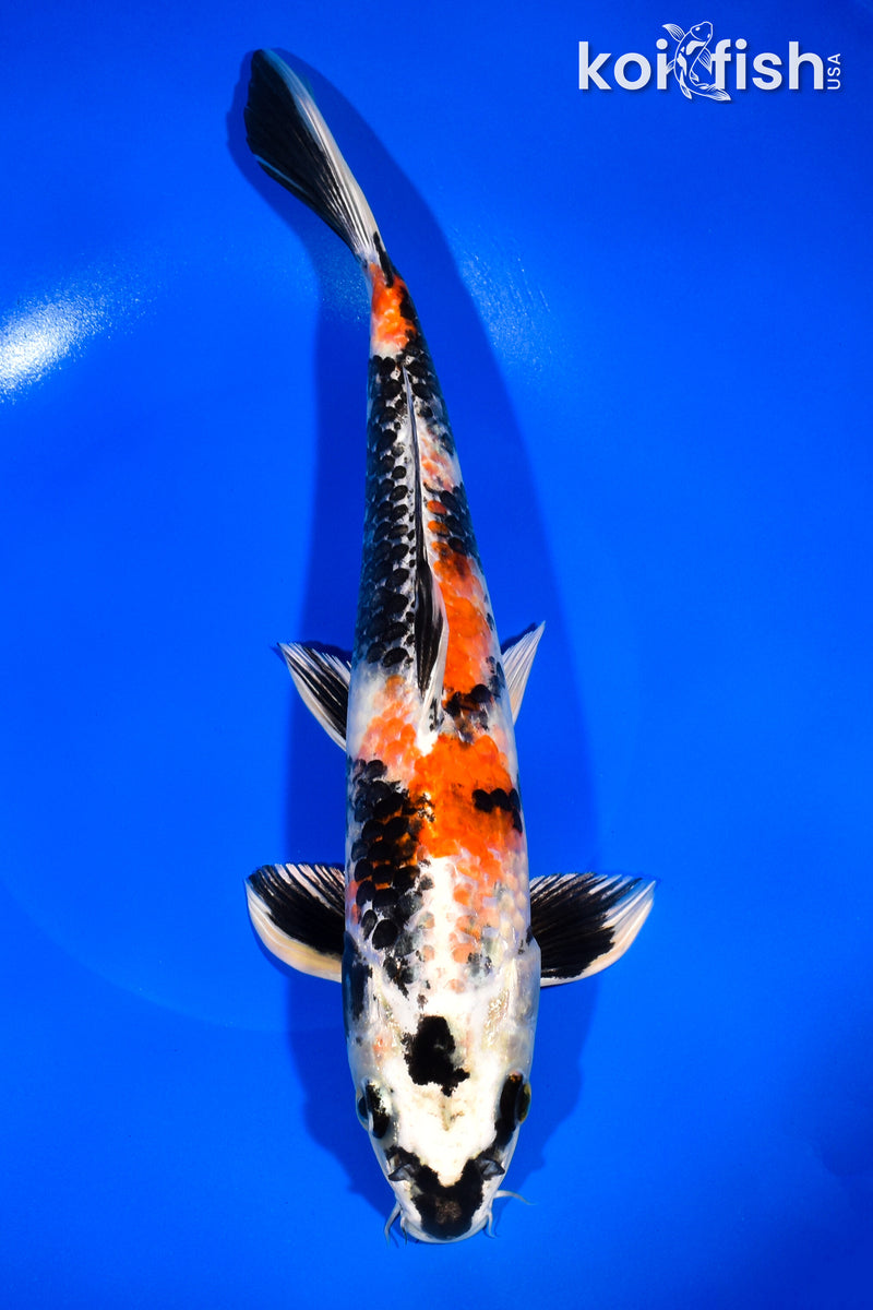 11.5" KIN SHOWA