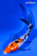 4.25" SANKE BUTTERFLY