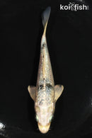 5" GINRIN GIN SHIRO BEKKO