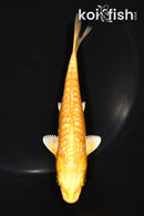 5.5" GINRIN ARAGOKE ORENJI OGON