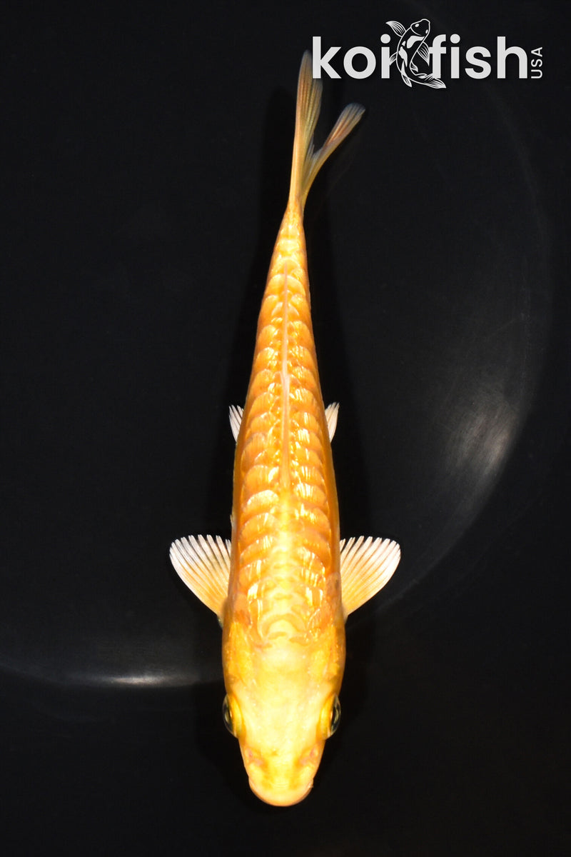 5.5" GINRIN ARAGOKE ORENJI OGON