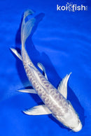 5.5" ARAGOKE PLATINUM OGON BUTTERFLY