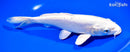 9" DOITSU PLATINUM OGON