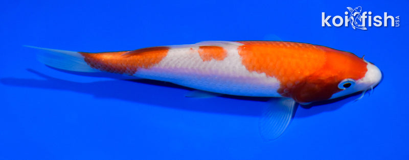 6" KOHAKU