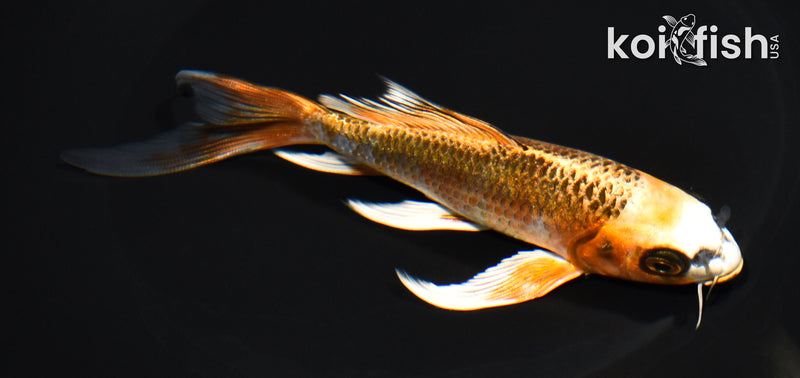 5.75" KUJAKU BUTTERFLY