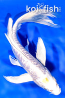 8.25" GINRIN ARAGOKE HARIWAKE BUTTERFLY