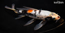 9.25" GINRIN BENI MATSUKAWABAKE BUTTERFLY