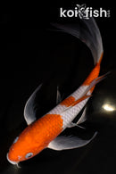 9.75" OCHIBA SHIGURE BUTTERFLY