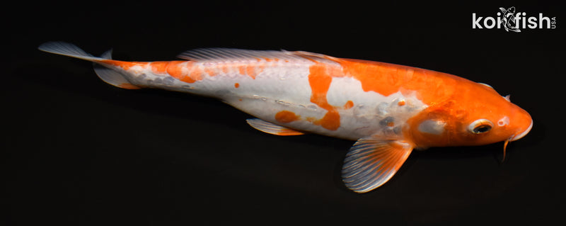 12" DOITSU OCHIBA SHIGURE