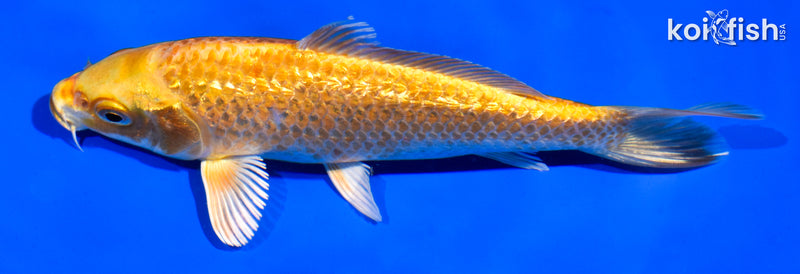 6" GINRIN YAMABUKI OGON