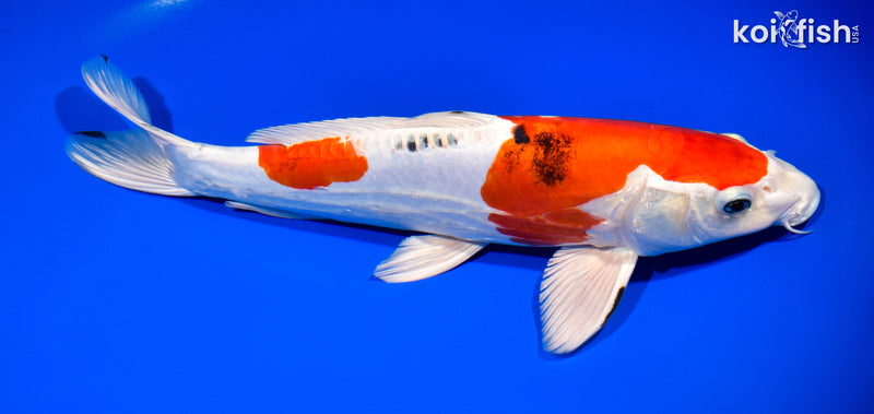 12.75" HEISEI NISHIKI