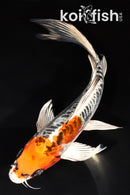 7.5" DOITSU KUJAKU BUTTERFLY