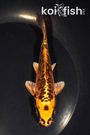 5" ARAGOKE BENI KIKOKURYU