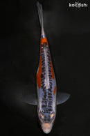 6.5" SHUSUI
