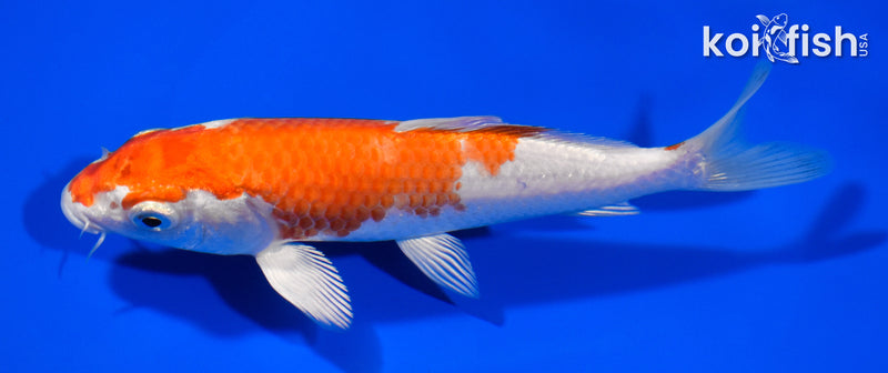 6.5" HARIWAKE