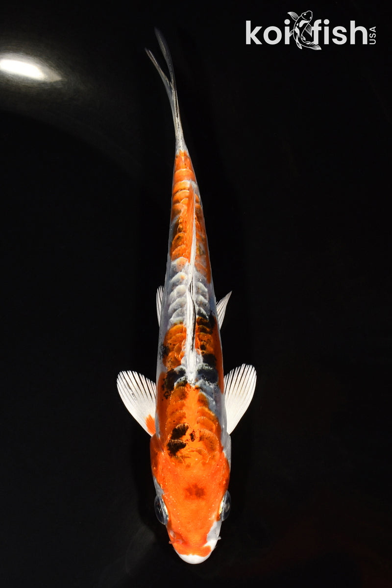 5.5" HEISEI NISHIKI