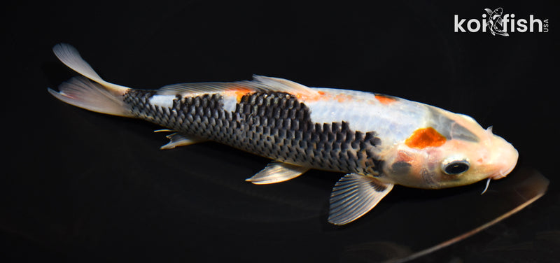 8" BENI MATSUKAWABAKE