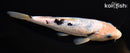 6.75" GINRIN SHIRO BEKKO