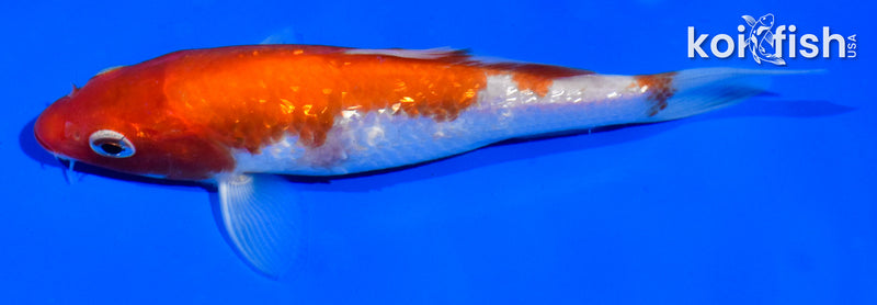 5" GINRIN KOHAKU
