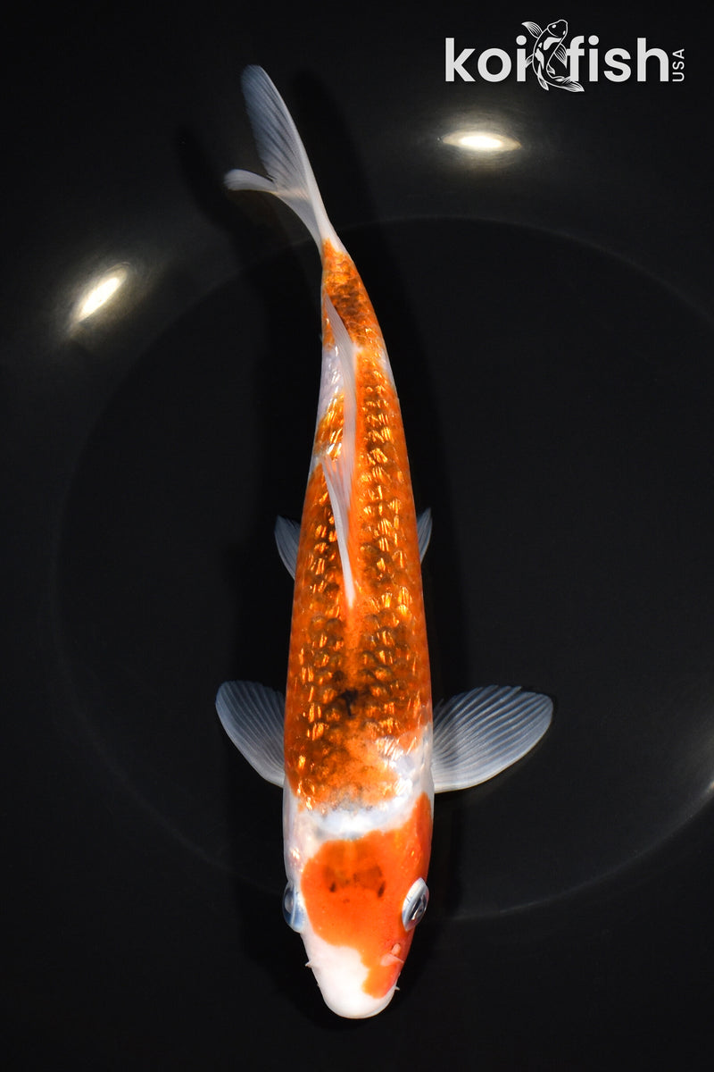 7.75" GINRIN GOROMO
