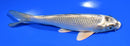 6.5" GINGA