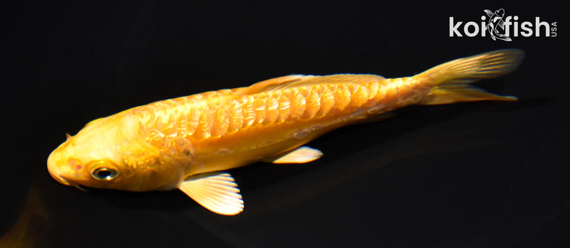 5.5" GINRIN ARAGOKE ORENJI OGON