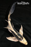 5.75" KIKOKURYU BUTTERFLY