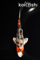 6.5" KUCHIBENI YAMATO NISHIKI