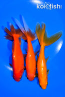 PACK OF (3) 5-5.5" WAKIN GOLDFISH