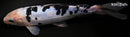 8.25" DOITSU SHIRO BEKKO