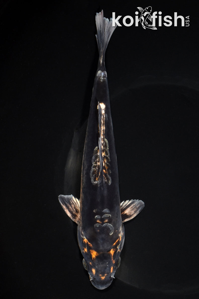 7.5" BENI KIKOKURYU