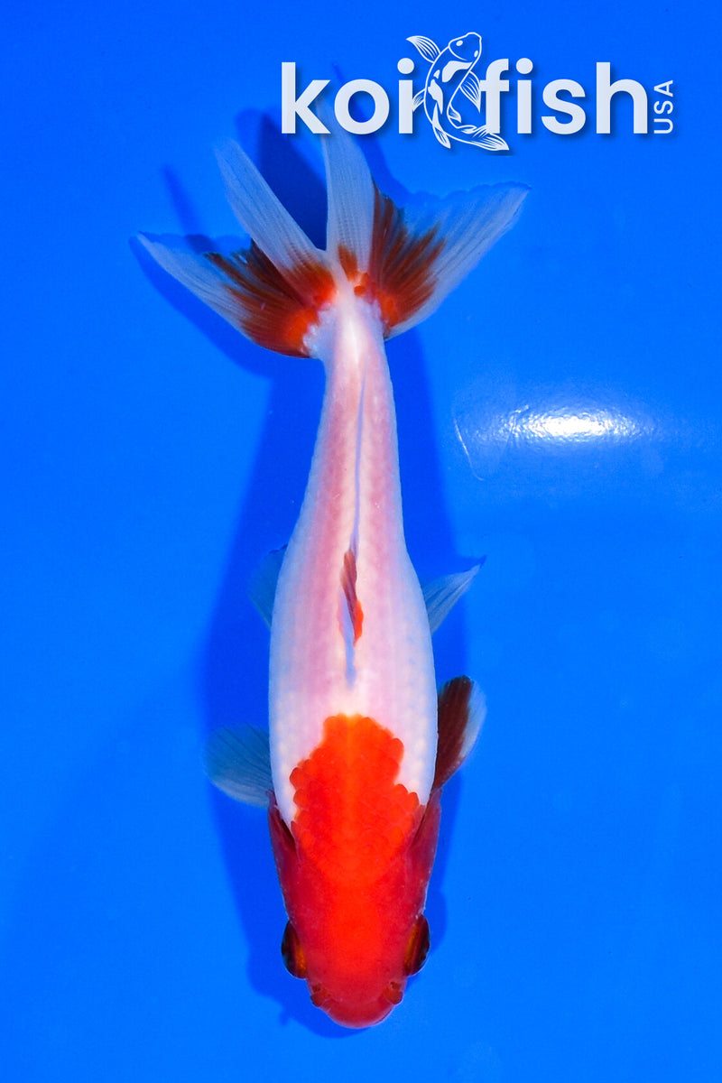 5" SARASA WAKIN GOLDFISH