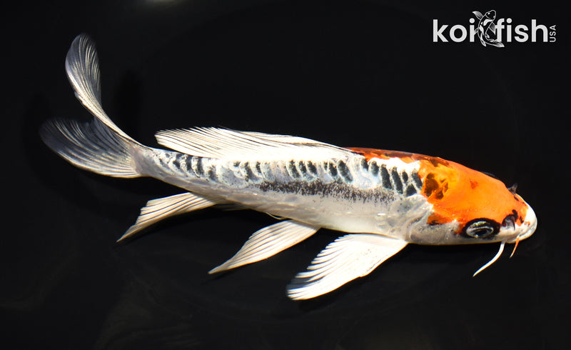 7.5" DOITSU KUJAKU BUTTERFLY