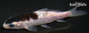 4.25" BUDO GOROMO