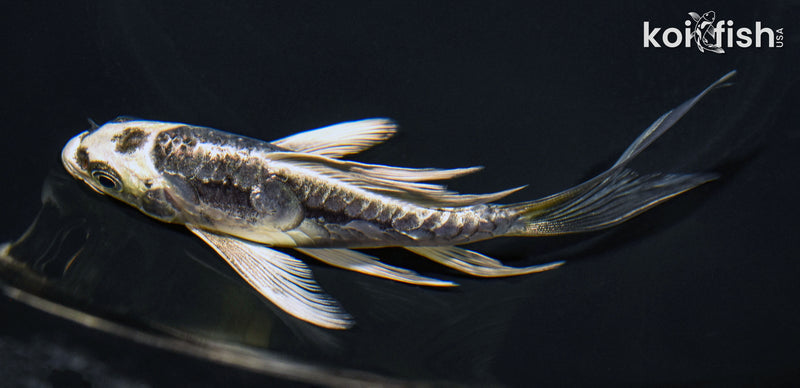 5.5" KIKOKURYU BUTTERFLY