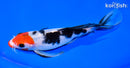8.75" KUCHIBENI SANKE BUTTERFLY