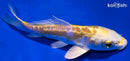 5" DOITSU LEMON HARIWAKE