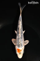 6.25" GINRIN TANCHO KUJAKU