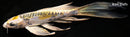 6.25" DOITSU KUJAKU BUTTERFLY