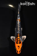 6.75" BENI KIKOKURYU