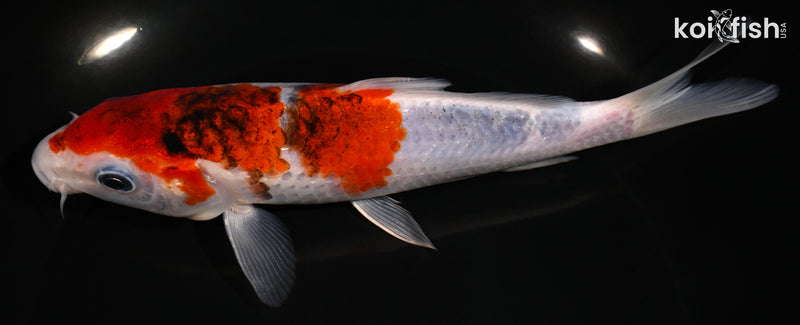 7" GOROMO