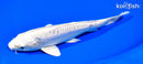 6.75" DOITSU PLATINUM OGON