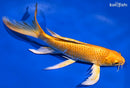 8.5" ORENJI OGON BUTTERFLY