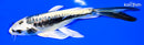 6.75" KIN KIKOKURYU BUTTERFLY