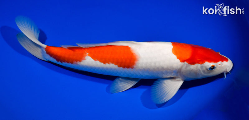 13" KOHAKU