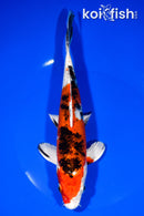 8.25" YAMATO NISHIKI