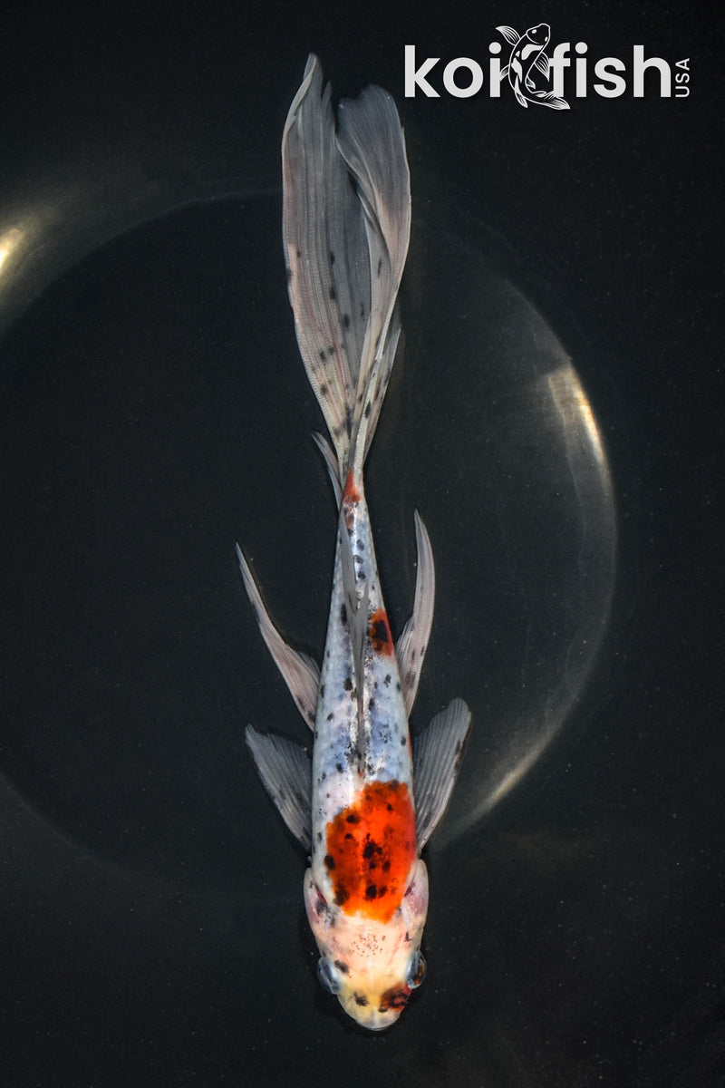 8" SHUBUNKIN GOLDFISH