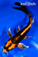 9" ORENJI MATSUBA BUTTERFLY