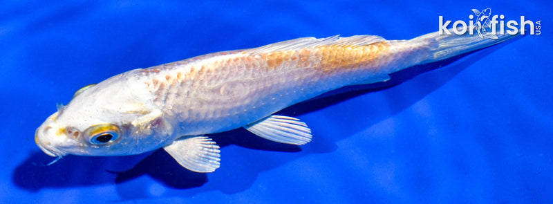5" HARIWAKE
